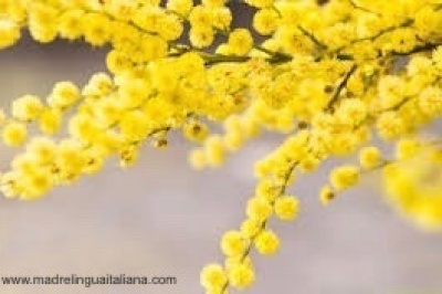 Fiore di Mimosa - Festa della Donna